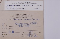 陰地三叉蕨藏品圖，第2張