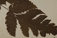 陰地三叉蕨藏品圖，第3張