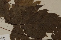 陰地三叉蕨藏品圖，第4張