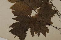 陰地三叉蕨藏品圖，第5張