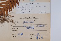 翅軸假金星蕨、短柄卵果蕨藏品圖，第2張