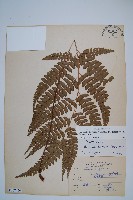 斜方複葉耳蕨藏品圖，第1張