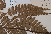 斜方複葉耳蕨藏品圖，第3張