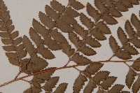 斜方複葉耳蕨藏品圖，第5張