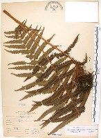 斜葉金星蕨藏品圖，第1張