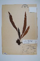 擬瓦葦藏品圖，第1張