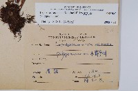 擬瓦葦藏品圖，第2張