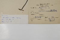 扇葉鐵線蕨藏品圖，第2張