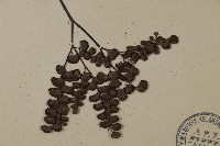 扇葉鐵線蕨藏品圖，第3張