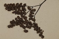 扇葉鐵線蕨藏品圖，第4張