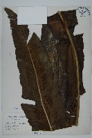 山蘇花藏品圖，第1張