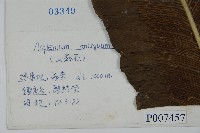 山蘇花藏品圖，第2張