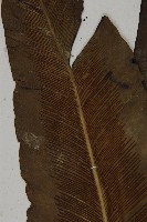 山蘇花藏品圖，第3張