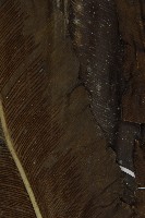 山蘇花藏品圖，第4張