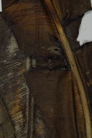 山蘇花藏品圖，第5張