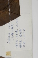 臺灣山蘇花藏品圖，第2張