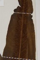 臺灣山蘇花藏品圖，第3張