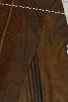 臺灣山蘇花藏品圖，第4張