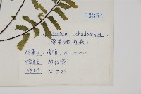 薄葉孔雀鐵角蕨、邊孢鐵角蕨藏品圖，第2張