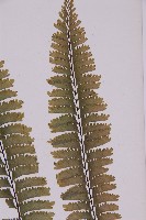 薄葉孔雀鐵角蕨、邊孢鐵角蕨藏品圖，第3張