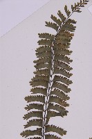 薄葉孔雀鐵角蕨、邊孢鐵角蕨藏品圖，第5張