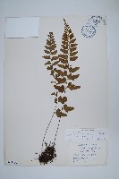 大蓬萊鐵角蕨藏品圖，第1張