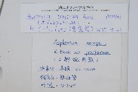 大蓬萊鐵角蕨藏品圖，第2張