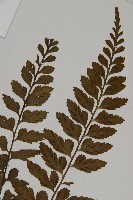 大蓬萊鐵角蕨藏品圖，第3張