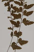 大蓬萊鐵角蕨藏品圖，第4張