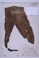 臺灣山蘇花藏品圖，第1張