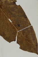 臺灣山蘇花藏品圖，第3張