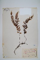 蕗蕨藏品圖，第1張