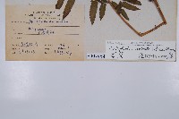 菜蕨藏品圖，第2張