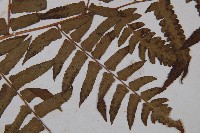 菜蕨藏品圖，第3張