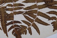 菜蕨藏品圖，第4張