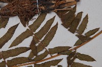 菜蕨藏品圖，第5張