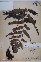 廣葉鋸齒雙蓋蕨藏品圖，第1張