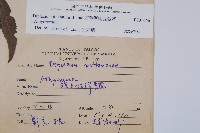 廣葉鋸齒雙蓋蕨藏品圖，第2張