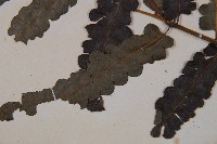 廣葉鋸齒雙蓋蕨藏品圖，第3張