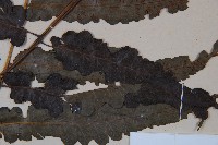 廣葉鋸齒雙蓋蕨藏品圖，第4張