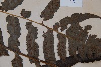 廣葉鋸齒雙蓋蕨藏品圖，第5張