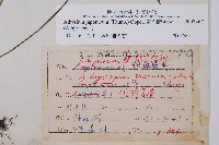 東洋蹄蓋蕨藏品圖，第2張