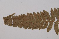 東洋蹄蓋蕨藏品圖，第3張