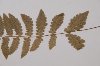 東洋蹄蓋蕨藏品圖，第4張