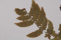 東洋蹄蓋蕨藏品圖，第5張