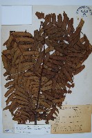 黑桫蕨藏品圖，第1張