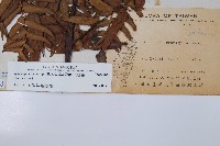 黑桫蕨藏品圖，第2張