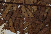 黑桫蕨藏品圖，第4張