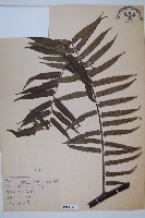 黑桫蕨藏品圖，第1張