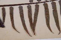 黑桫蕨藏品圖，第3張